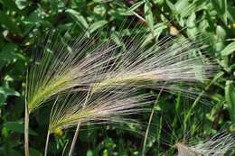 Hordeum resmi