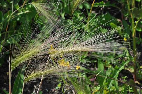 Image of barley