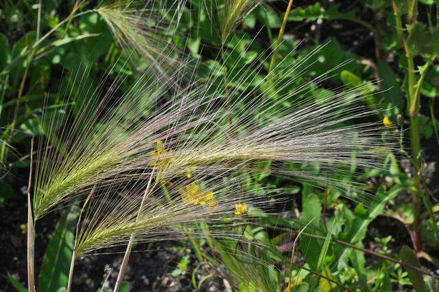 Hordeum resmi