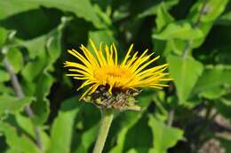 Plancia ëd Inula