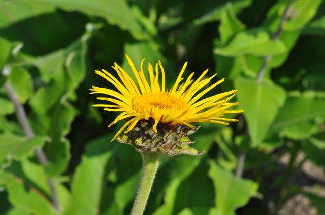 Plancia ëd Inula