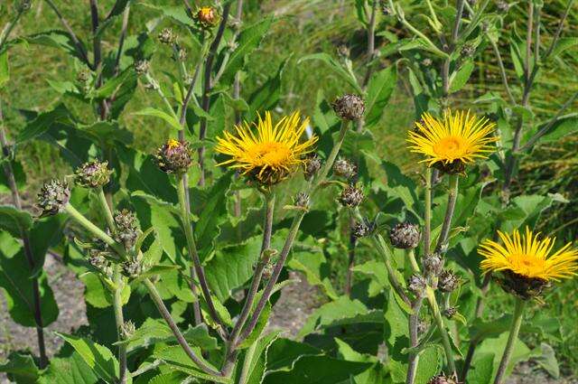 Plancia ëd Inula