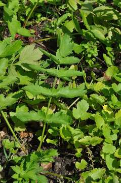 Image of parsnip