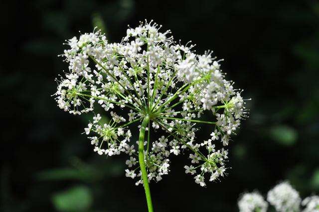 Image of burnet saxifrage