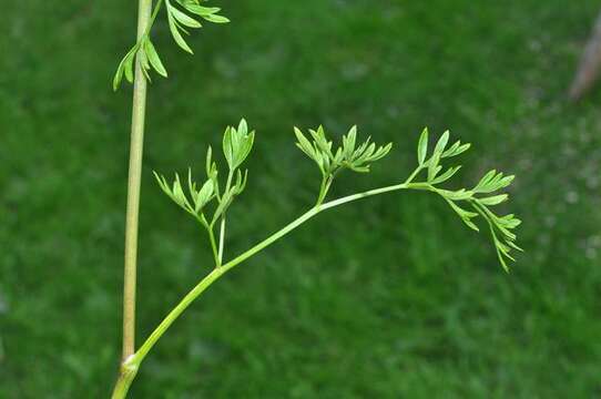 Selinum silaifolium (Jacq.) Beck resmi