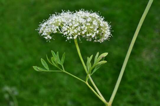 Image of Selinum silaifolium (Jacq.) Beck