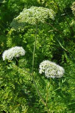 Image of Selinum silaifolium (Jacq.) Beck