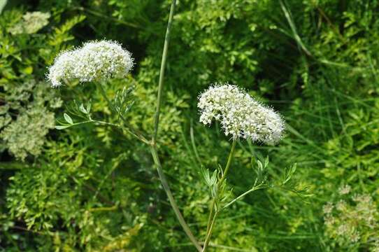 Sivun Selinum silaifolium (Jacq.) Beck kuva