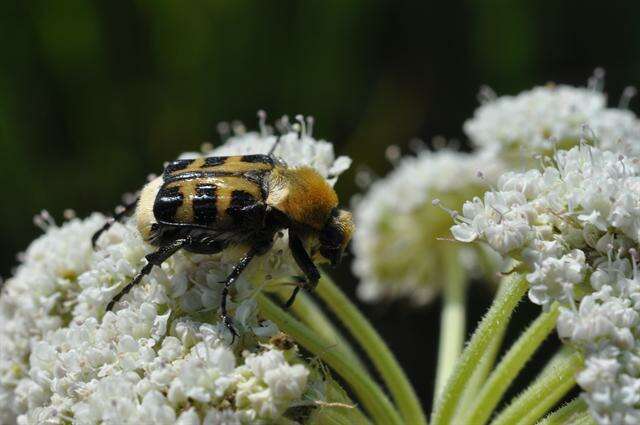 Image of <i>Trichius zonatus</i>