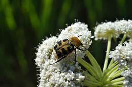 Image of <i>Trichius zonatus</i>