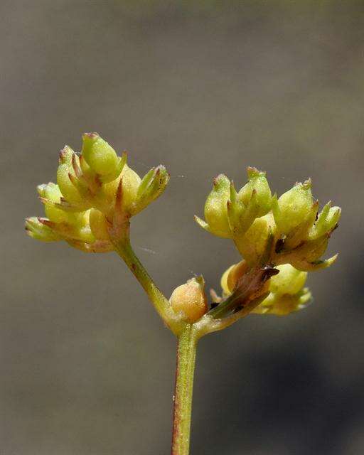 Image of Broad-fruited corn salad