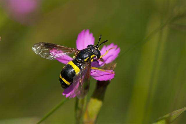 Image of Chrysotoxum