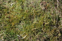 Image of turgid aulacomnium moss