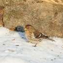 Image of common redpoll