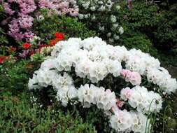 Image of Rhododendron yakusimanum Nakai