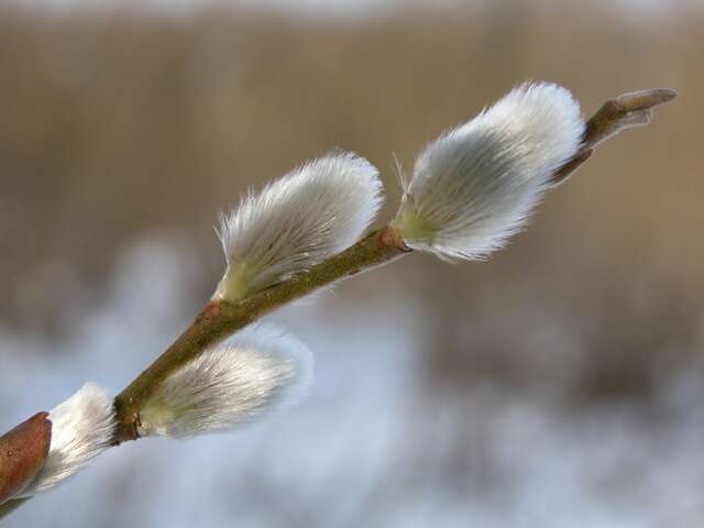 Imagem de Salix viminalis L.