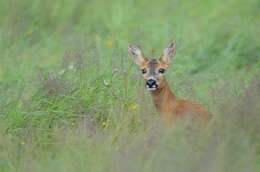 Image of Roe Deer