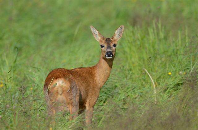 Image de Capreolus Gray 1821