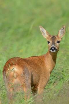 Image of Roe Deer