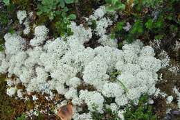 Image of star reindeer lichen