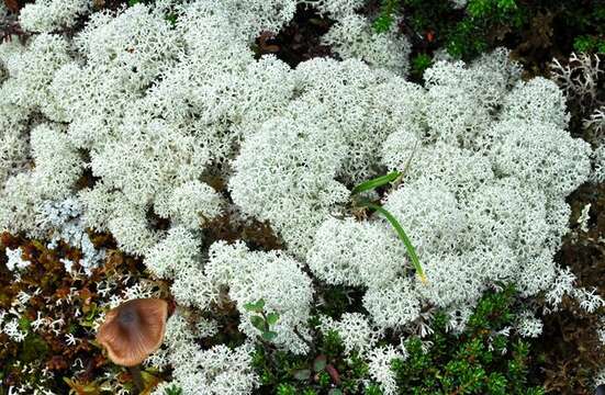 Image of star reindeer lichen