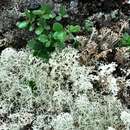 Image of Lichens