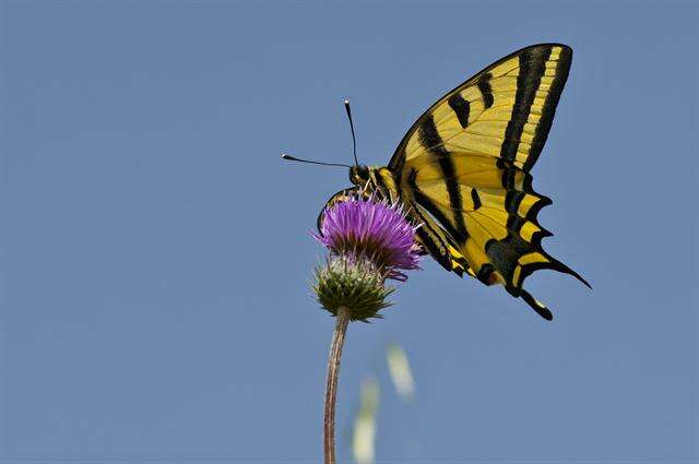 Papilio alexanor Esper 1800 resmi