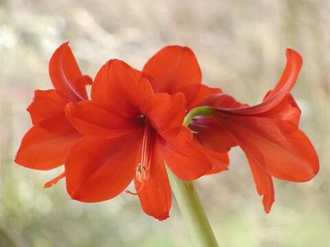 Слика од Hippeastrum vittatum (L'Hér.) Herb.