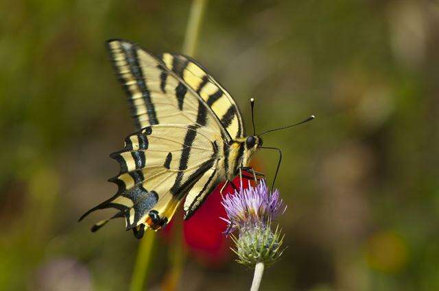 Papilio alexanor Esper 1800 resmi