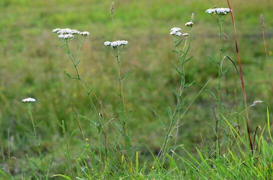 Image of yarrow