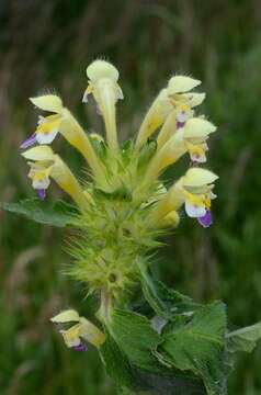 Image of hempnettle