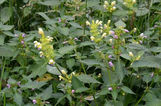 Image of hempnettle