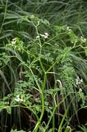 Image of waterdropwort