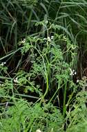 Image of waterdropwort