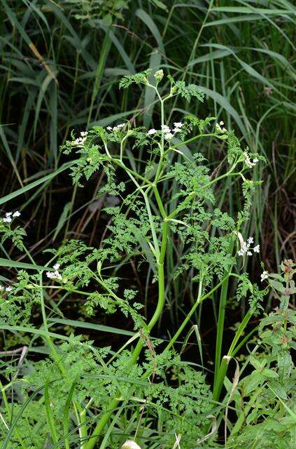 Image of waterdropwort