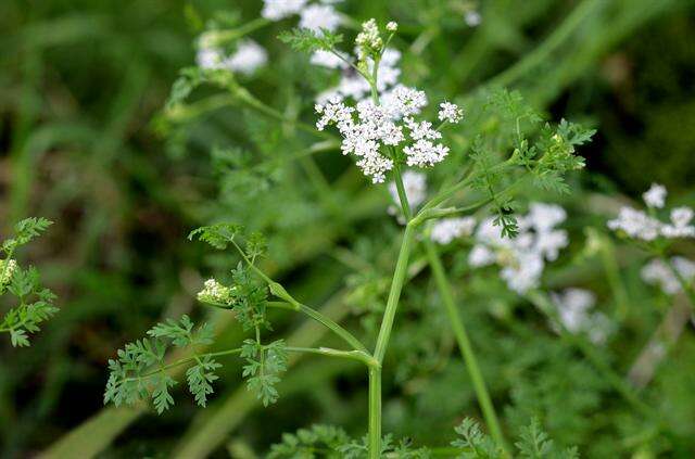 Image of waterdropwort