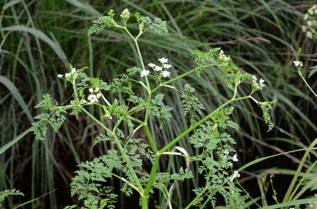 Image of waterdropwort