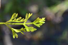 Image of River Water-dropwort