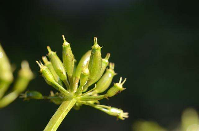 Imagem de Oenanthe fluviatilis (Bab.) Coleman