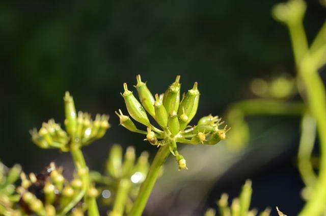 Imagem de Oenanthe fluviatilis (Bab.) Coleman