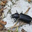 Image of black longicorn beetle