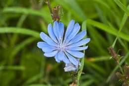 Image of chicory