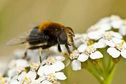 Imagem de Eristalis intricaria (Linnaeus 1758)