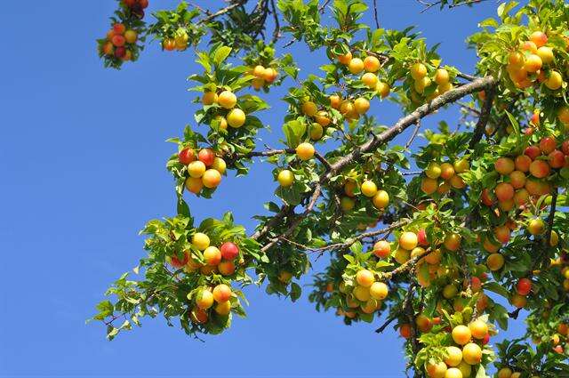 Prunus resmi