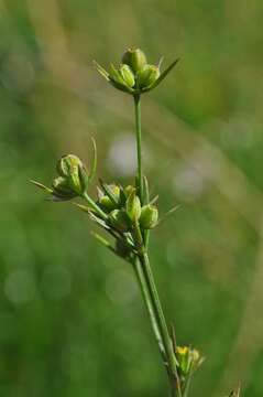 Image of Bupleurum tenuissimum L.