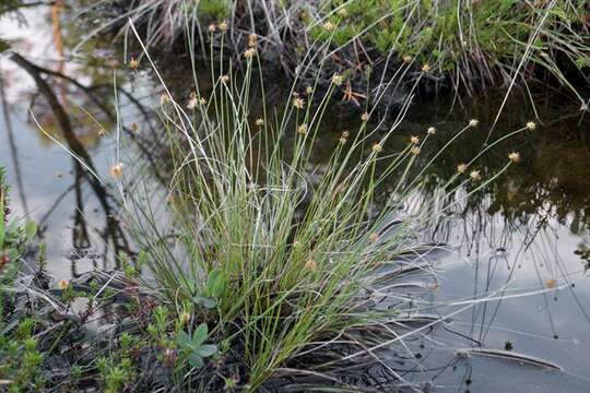 Carex capitata Sol. resmi