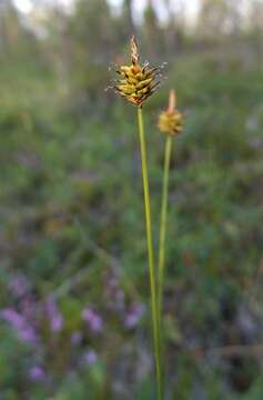 Carex capitata Sol. resmi