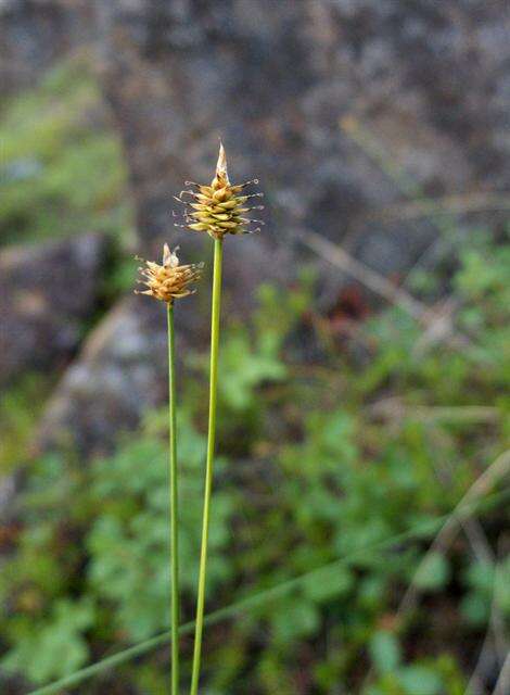 Imagem de Carex capitata Sol.