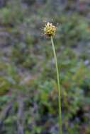 Carex capitata Sol. resmi