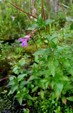 Image of Epilobium alsinifolium Vill.